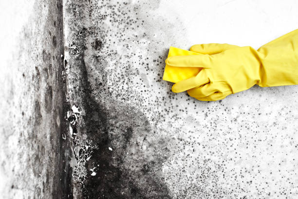 Best Same-Day Mold Removal  in Jenks, OK