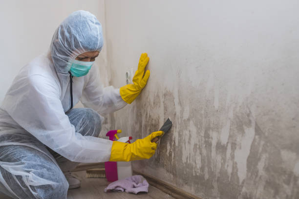 Best Black Mold Removal  in Jenks, OK